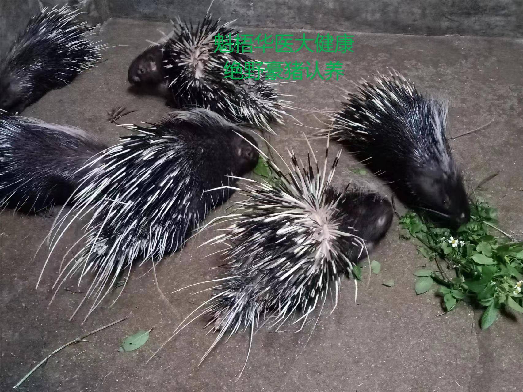 最新豪猪回收商家方法分析(最方便真实的迪庆豪猪卖去什么地方方法)